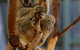 Lone Pine Koala Sanctuary Admission With Brisbane River Cruise - thumb 24
