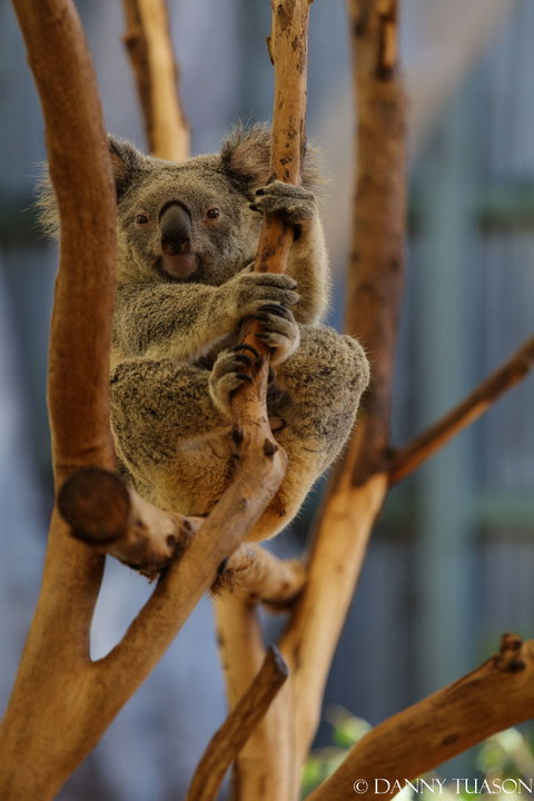 Lone Pine Koala Sanctuary Admission With Brisbane River Cruise - Accommodation Gladstone 24