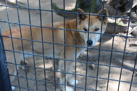 Lone Pine Koala Sanctuary Admission With Brisbane River Cruise - Accommodation Gladstone 10