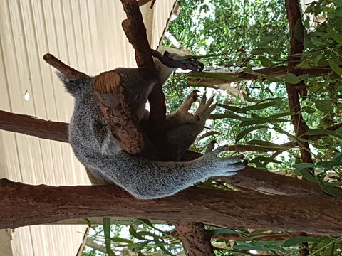 Lone Pine Koala Sanctuary Admission With Brisbane River Cruise - Accommodation Gladstone 2