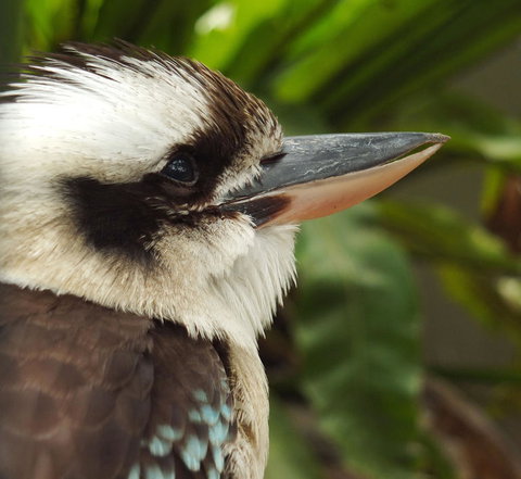 Lone Pine Koala Sanctuary Admission With Brisbane River Cruise - Accommodation Gladstone 23