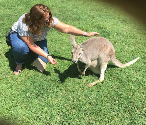 Lone Pine Koala Sanctuary Admission With Brisbane River Cruise - Accommodation Gladstone 13