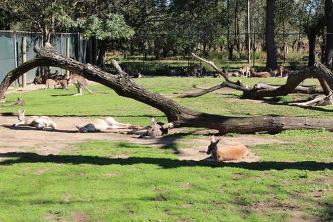 Lone Pine Koala Sanctuary Admission With Brisbane River Cruise - Accommodation Gladstone 12
