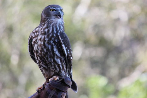 Lone Pine Koala Sanctuary Admission With Brisbane River Cruise - Accommodation Gladstone 11