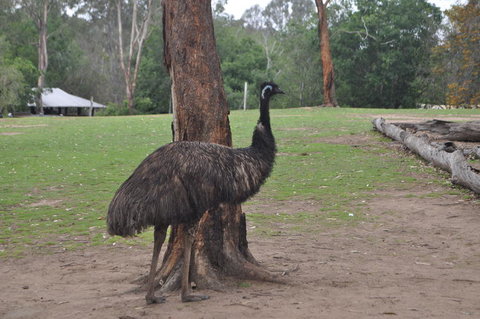 Lone Pine Koala Sanctuary Admission With Brisbane River Cruise - Accommodation Gladstone 5