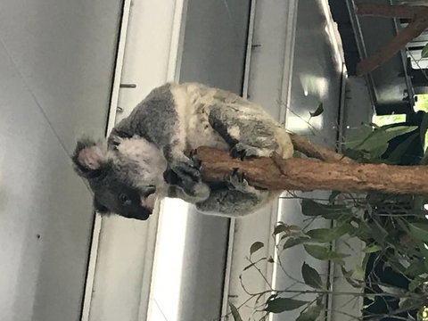 Lone Pine Koala Sanctuary Admission With Brisbane River Cruise - Accommodation Gladstone 20