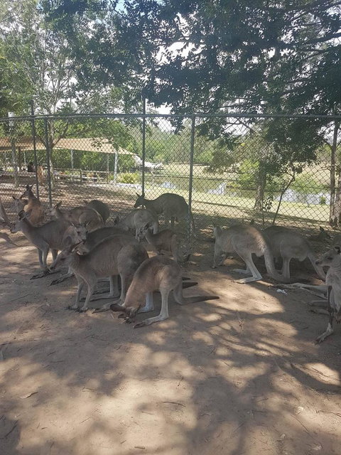 Lone Pine Koala Sanctuary Admission With Brisbane River Cruise - Accommodation Gladstone 18