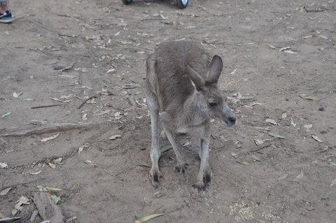 Lone Pine Koala Sanctuary Admission With Brisbane River Cruise - Accommodation Gladstone 3