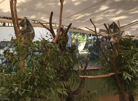 Lone Pine Koala Sanctuary Admission With Brisbane River Cruise - Accommodation Gladstone 16
