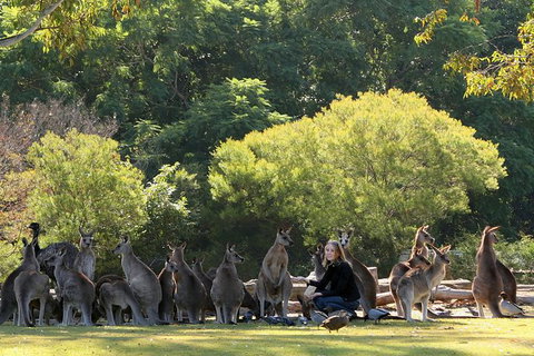 Lone Pine Koala Sanctuary Admission With Brisbane River Cruise - Accommodation Gladstone 27