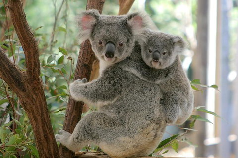 Lone Pine Koala Sanctuary Admission With Brisbane River Cruise - Accommodation Gladstone 28