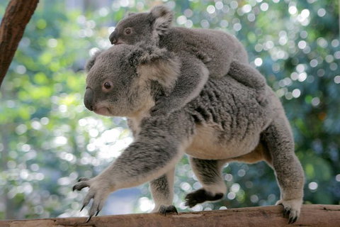 Lone Pine Koala Sanctuary Admission With Brisbane River Cruise - Accommodation Gladstone 30