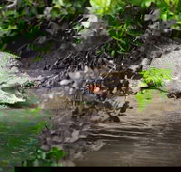 Whitsunday Crocodile Safari including Lunch - Accommodation Gladstone