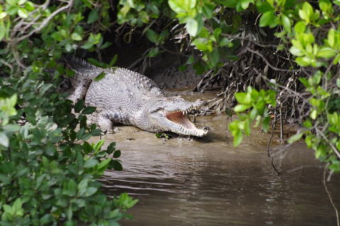 Whitsunday Crocodile Safari Including Lunch - Accommodation Gladstone 0