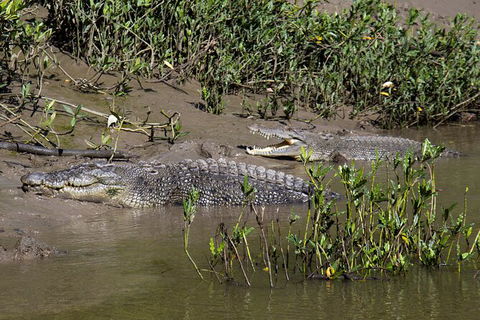 Whitsunday Crocodile Safari Including Lunch - Accommodation Gladstone 8