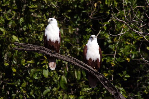 Whitsunday Crocodile Safari Including Lunch - Accommodation Gladstone 4