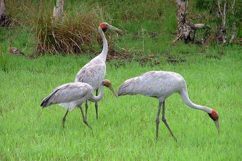 Whitsunday Crocodile Safari Including Lunch - Accommodation Gladstone 9