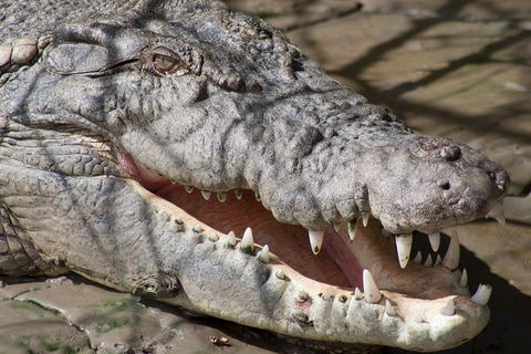 Whitsunday Crocodile Safari Including Lunch - Accommodation Gladstone 11