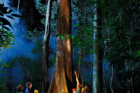 Daintree Rainforest Night Walk From Cape Tribulation - Accommodation Gladstone 1