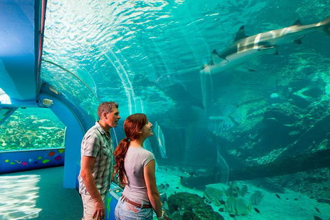 Reef HQ Great Barrier Reef Aquarium General Entry Ticket - Accommodation Gladstone 1