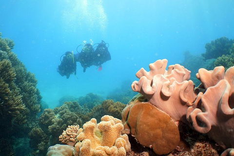 Ocean Spirit Michaelmas Cay Dive And Snorkel Cruise From Palm Cove - Accommodation Gladstone 9