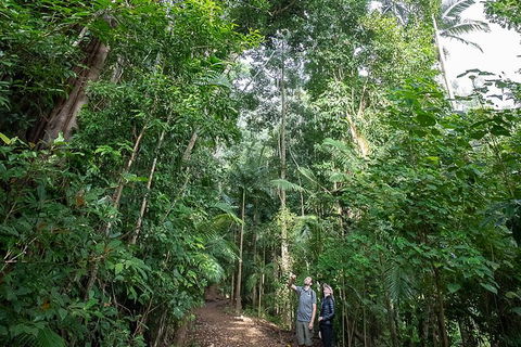 Whitsundays Tropical Rainforest, Waterfalls And Airlie Beach Eco Experience - Accommodation Gladstone 1