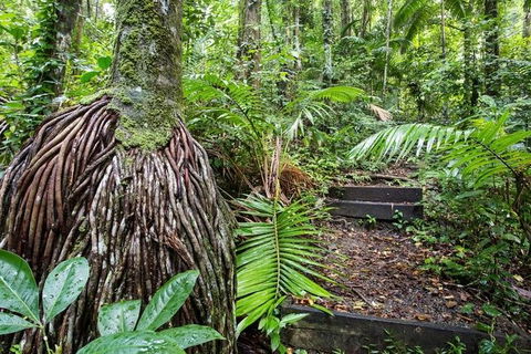 Whitsundays Tropical Rainforest, Waterfalls And Airlie Beach Eco Experience - Accommodation Gladstone 7