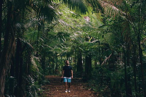 Whitsundays Tropical Rainforest, Waterfalls And Airlie Beach Eco Experience - Accommodation Gladstone 5