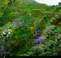 Tamborine Mountain Daily Service Treetop Challenge and Thunderbird Park - Accommodation Gladstone