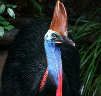 Wildlife Habitat Port Douglas