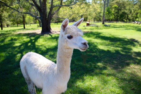 Half Day Animal Tour - Accommodation Gladstone 2