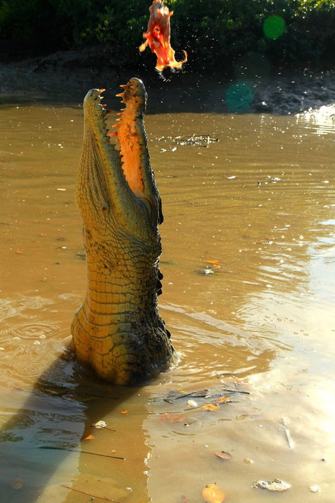 Litchfield And Jumping Crocodiles Full Day Trip From Darwin - Accommodation Gladstone 7