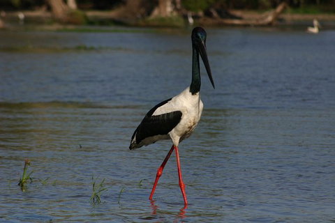 Litchfield And Jumping Crocodiles Full Day Trip From Darwin - Accommodation Gladstone 13