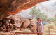 Uluru & Kata Tjuta Sights & Sounds - thumb 1