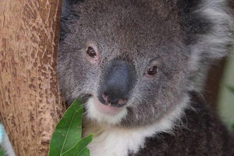 All Inclusive Blue Mountains Small-Group Day Trip From Sydney - Accommodation Gladstone 1