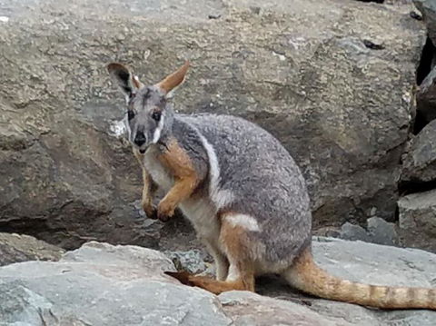 All Inclusive Blue Mountains Small-Group Day Trip From Sydney - Accommodation Gladstone 4