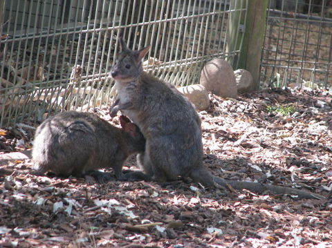 All Inclusive Blue Mountains Small-Group Day Trip From Sydney - Accommodation Gladstone 19