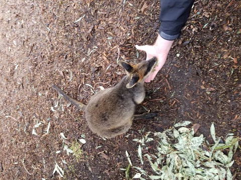 All Inclusive Blue Mountains Small-Group Day Trip From Sydney - Accommodation Gladstone 21