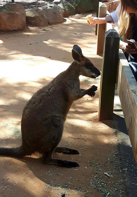 All Inclusive Blue Mountains Small-Group Day Trip From Sydney - Accommodation Gladstone 25