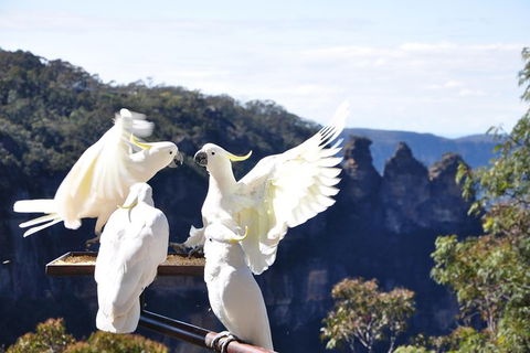 All-Inclusive Blue Mountains Tour In A Luxury Mercedes Sprinter - Accommodation Gladstone 4