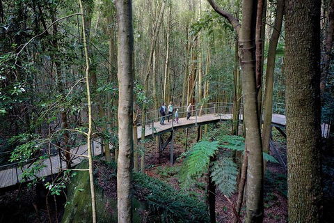 All-Inclusive Blue Mountains Tour In A Luxury Mercedes Sprinter - Accommodation Gladstone 13