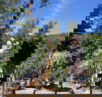 Private Shoalhaven Zoo Experience from Sydney - Accommodation Gladstone
