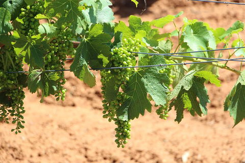 Hunter Valley Private Tour Including Wine, Chocolate, Cheese, Vodka, Gin Tasting - Accommodation Gladstone 12