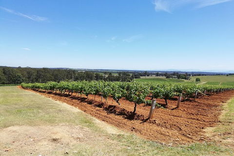 Hunter Valley Private Tour Including Wine, Chocolate, Cheese, Vodka, Gin Tasting - Accommodation Gladstone 16