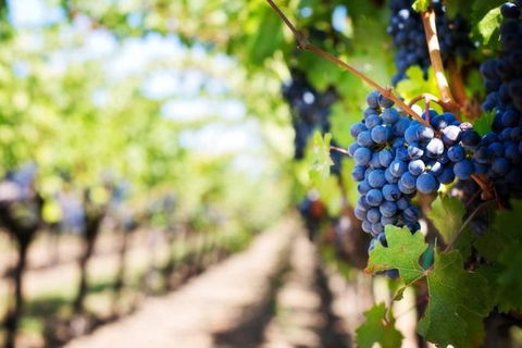Hunter Valley Private Tour Including Wine, Chocolate, Cheese, Vodka, Gin Tasting - Accommodation Gladstone 18