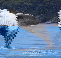Whale Watching Jervis Bay - Accommodation Gladstone