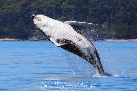 Whale Watching Jervis Bay - Accommodation Gladstone 0
