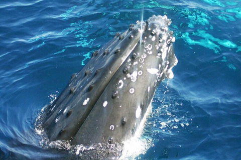 Whale Watching Jervis Bay - Accommodation Gladstone 3