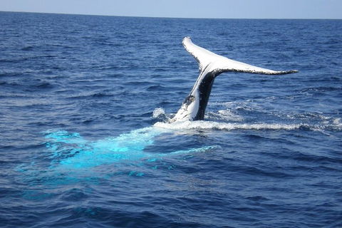 Whale Watching Jervis Bay - Accommodation Gladstone 7