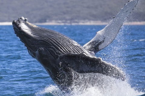 Whale Watching Jervis Bay - Accommodation Gladstone 2